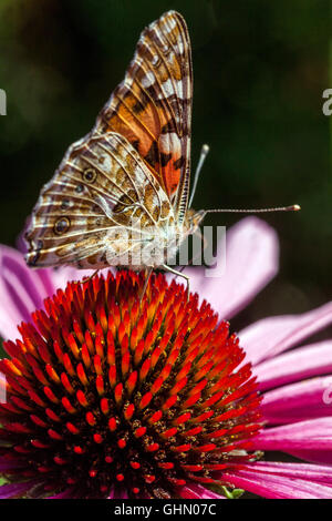 Echinacea purpurea Coneflower Echinacea Coneflower Schmetterling Echinacea Schmetterling Close-up Schmetterling auf Blume Painted Lady Schmetterling Painted Lady Stockfoto