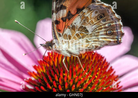 Echinacea Schmetterling auf Blume Nahaufnahme Fütterung Nektar bemalt Dame Schmetterling Vanessa cardui auf Coneflower Nahaufnahme Stockfoto