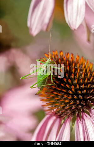 Tettigonia viridissima große grüne Buschgrille junge Nymphe auf Echinacea purpurea Purple Coneflower Close-up Blume Inseect Closeup Cone Stockfoto