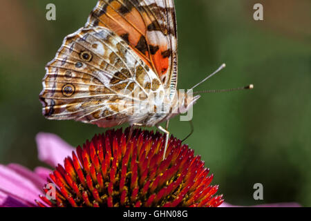 Painted Lady Butterfly on Flower Vanessa cardui Purple Coneflower Echinacea Butterfly Close Up Schmetterling auf Echinacea purpurea blühender Blütenkegel Stockfoto