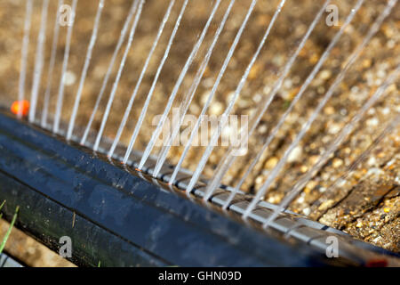 Wasser Sprinkler Bewässerung Garten Stockfoto