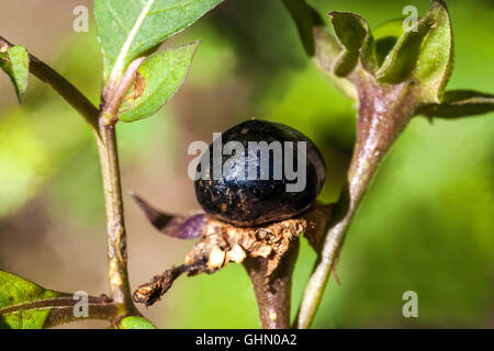 Tollkirsche, Atropa Belladonna giftige und gefährliche Pflanze Stockfoto