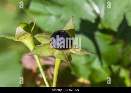 Tollkirsche, Atropa Belladonna giftige und gefährliche Pflanze Stockfoto