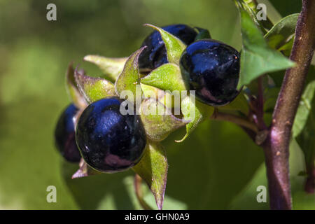 Tollkirsche, Atropa Belladonna giftige und gefährliche Pflanze Stockfoto