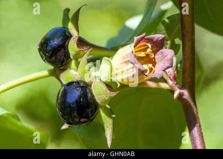 Blume tödlicher Nachtschatten, Früchte Atropa Belladonna Stockfoto