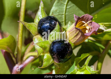 Tollkirsche, Atropa Belladonna giftige und gefährliche Pflanze Stockfoto