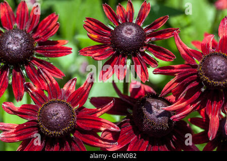 Rudbeckia hirta 'Cherry Brandy' rot blühenden Stockfoto