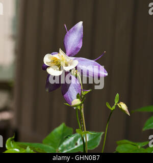 Lila Aquilegia (Grannys Motorhaube oder Columbine) Stockfoto