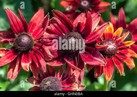 Rudbeckia hirta 'Cherry Brandy' rot blühenden Stockfoto