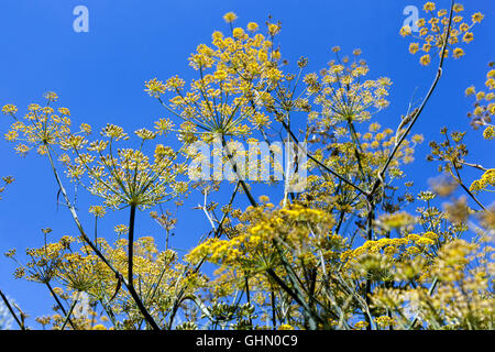 Foeniculum Vulgare 'Purpureum'. Lila Fenchel, gelbe Blüten Stockfoto