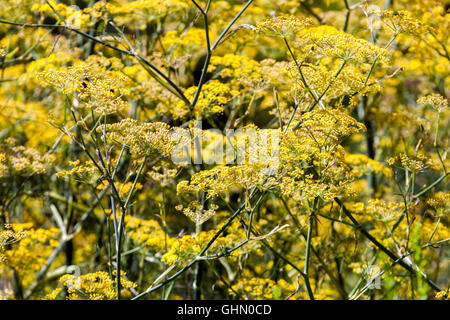 Foeniculum Vulgare 'Purpureum'. Lila Fenchel, gelbe Blüten Stockfoto