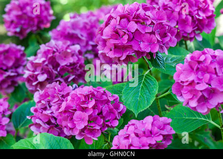 Hydrangea Macrophylla "Miss Hepburn" Stockfoto