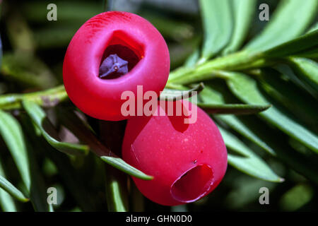 Taxus Whipplei, Europäische Eibe, schießen mit der ausgereiften Kegel, Eibe berry Stockfoto