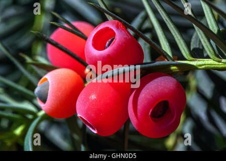 Taxus baccata, europäische Eibe, mit reifen Zapfen schießen, Eibenbeeren schließen Früchte, Beerensamen schließen rote Beeren Taxus baccata Stockfoto