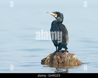 Kormoran Phalacrocorax Carbo Griechenland Stockfoto