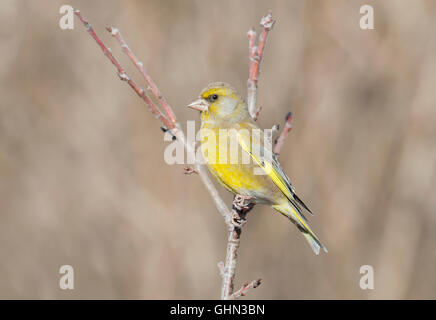 Grünfink Zuchtjahr Chloris Bulgarien Stockfoto