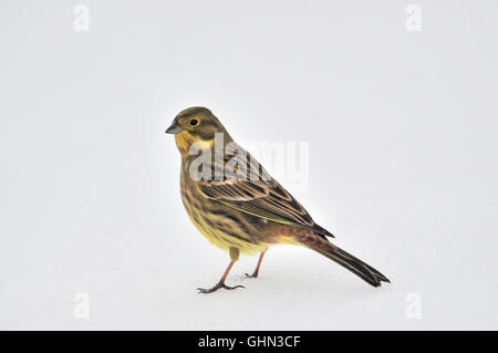 Goldammer Emberiza Citrinella Bulgarien Stockfoto