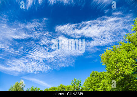 Bäume gegen blauen Himmel mit malerischen Cirrus und Stratus Wolken Stockfoto