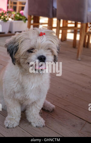 Close-up Shih Tzu Hund sitzen auf einem hölzernen Boden Stockfoto