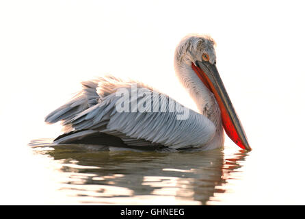 Dalmatinische Pelikan Pelecanus Crispus Griechenland Stockfoto