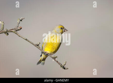 Grünfink Zuchtjahr Chloris Bulgarien Stockfoto