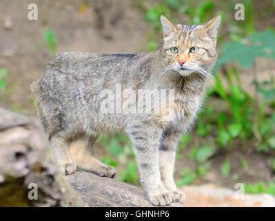 Europäische Wildkatze mit lateinischen Namen Felis Silvestris Silvestris. Stockfoto