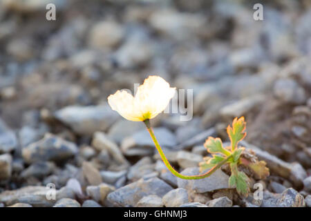 Arktische Mohn mit gelben Blütenblättern fotografiert Hintergrundbeleuchtung. Arktische Wüste Nowaja Semlja-Archipel Stockfoto