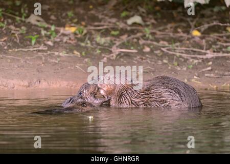Eurasische Biber (Castor Fiber) Mutter Gruß eine Kit Nase an Nase als ein weiteres schwimmt Ihr am Fischotter, Devon, UK, Juli. Stockfoto