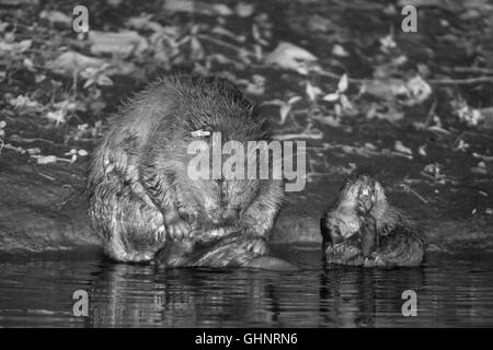 Eurasische Biber (Castor Fiber) Mutter und eines ihre jungen Pflege nebeneinander in der Nacht auf den Fischotter, Devon, UK, Juli. Stockfoto