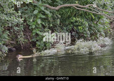Eurasische Biber (Castor Fiber) Mutter ziehen ein Willow-Bäumchen, die sie für ihr Schnitt hat Bausätze um zu ernähren, Fischotter, Devon, UK. Stockfoto