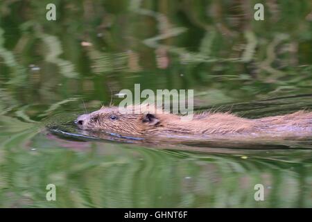 Eurasische Biber (Castor Fiber) erwachsenes Weibchen schwimmen auf den Fischotter, Devon, UK, Juli. Stockfoto
