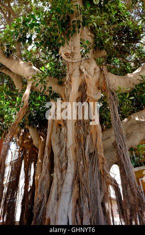 Ficus Macrophylla Baum in Aguilas, Spanien Stockfoto