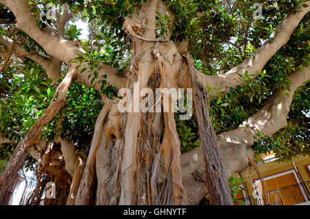 Ficus Macrophylla Baum in Aguilas, Spanien Stockfoto