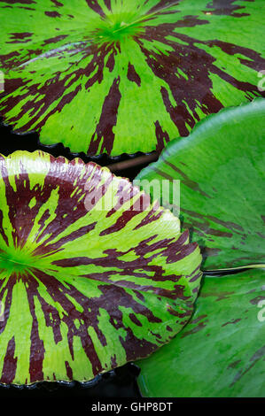 Nymphaea Foxfire. Tropische Seerosen-Pads Stockfoto