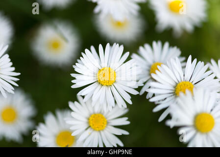 Nahaufnahme von einer kleinen Gruppe von Gänseblümchen (Bellis Perennis) mit einer geringen Schärfentiefe Stockfoto