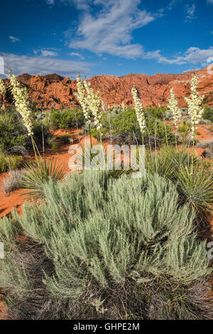 Utah Yucca, Sand Salbei Whiptail-Trail an Snow Canyon State Park, Utah, USA Stockfoto