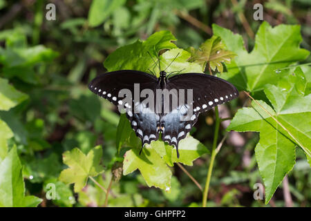 Ein männlicher Spicebush Schwalbenschwanz Schmetterling (Papilio Troilus) sonnen sich auf ein Ahorn Bäumchen am großen Eichen National Wildlife Refuge, Indiana, Vereinigte Staaten Stockfoto