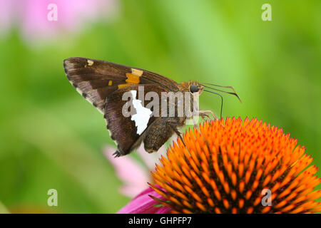 Eine Silver-spotted Skipper Butterfly (Epargyreus Clarus) Nectaring auf Sonnenhut (Echinacea Purpurea), Indiana, Vereinigte Staaten Stockfoto