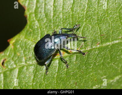 Blaue Vielzahl von dem Europäischen Hazel Leaf-Roller Weevil (Byctiscus Betulae), auch Birne Blatt Roller Stockfoto