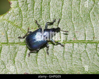 Blaue Vielzahl von dem Europäischen Hazel Leaf-Roller Weevil (Byctiscus Betulae), auch Birne Blatt Roller Stockfoto