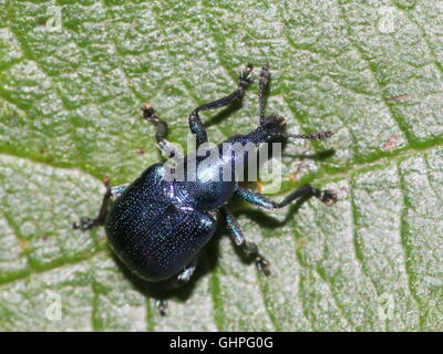 Blaue Vielzahl von dem Europäischen Hazel Leaf Roller Weevil (Byctiscus Betulae), auch Birne Blatt Roller Stockfoto