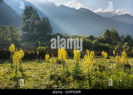 Wildblumen in Theth, mit den albanischen Alpen im Hintergrund, Nordalbanien. Stockfoto