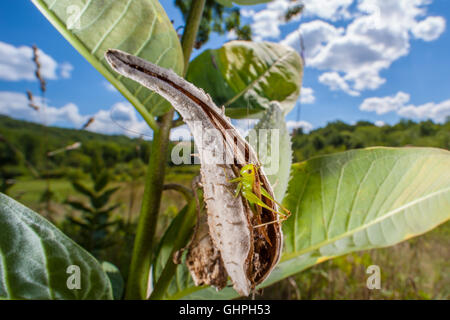 Eine weibliche kurzen Flügeln Wiese Grashuepfer (Conocephalus Brevipennis) hockt in einem gemeinsamen Seidenpflanze Samenkapsel. Stockfoto