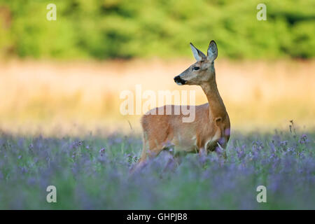 Wilde Rehe (Capreolus Capreolus) stehen in einem Feld Stockfoto