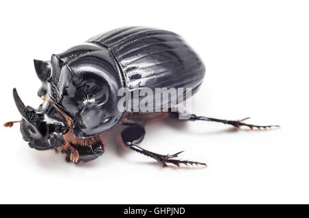 Schwarz-Nashornkäfer isoliert auf weißem Hintergrund. Hautnah. Selektiven Fokus. Stockfoto