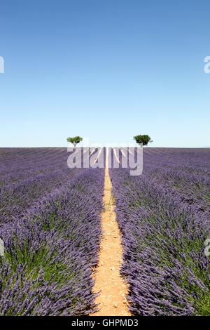 Lavendel Feld in Valensole, Frankreich Stockfoto