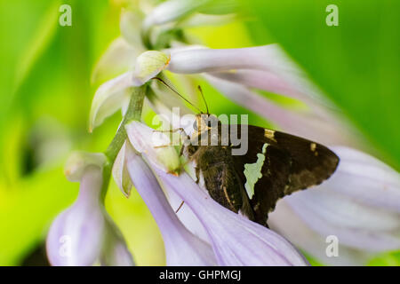 Silber getupft Skipper, Epargyreus Clarus, Schmetterling Stockfoto