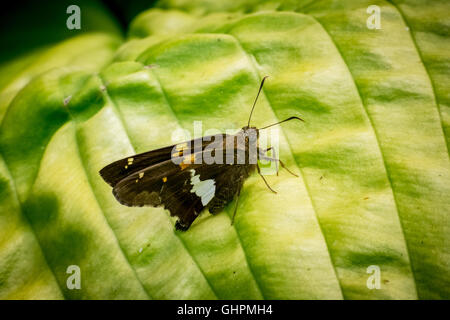 Silber getupft Skipper, Epargyreus Clarus, Schmetterling Stockfoto