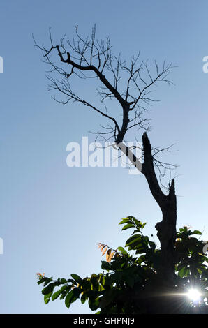 Silhouette trockene Äste, grüne Blätter in einem Park. Stockfoto