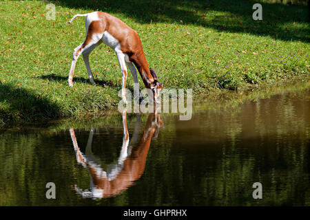 Mhorrgazelle Gazelle (Gazelle Dama Mhorrgazelle), trinken am Gewässerrand Stockfoto